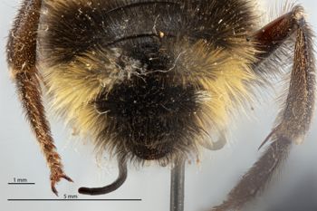 Media type: image;   Entomology 813739 Description: Specimen documentation photo of habitus dorsal viewfrom specimen MCZ:Ent:813739, captured on2025-02-06;  Aspect: habitus dorsal view